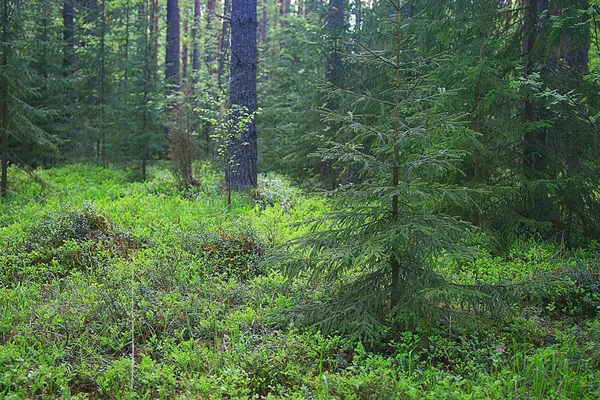 Sommerliche Waldlandschaft — Stockfoto