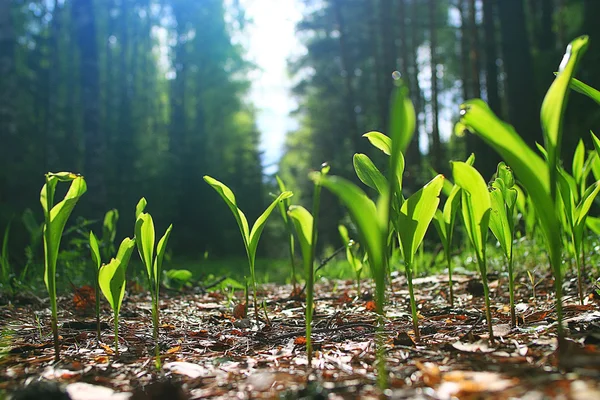 fresh grass in forest