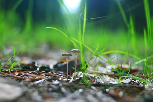 Champignons poussant dans la forêt — Photo