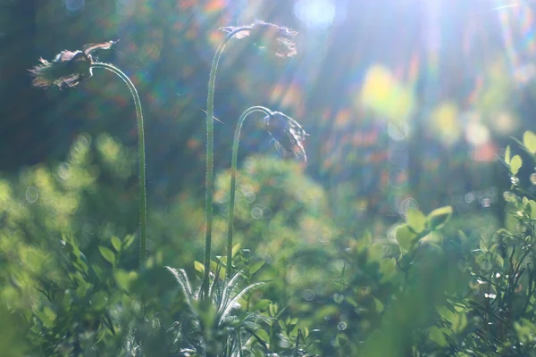 Grama fresca na floresta — Fotografia de Stock