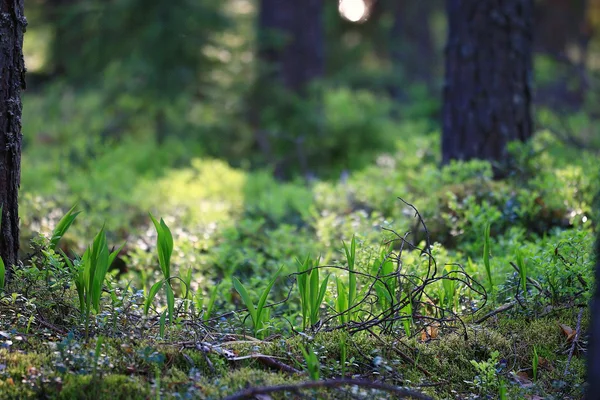 Grama fresca na floresta — Fotografia de Stock