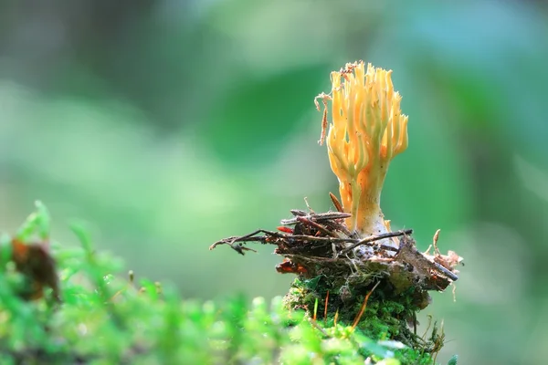 Gelbkorallenpilz — Stockfoto