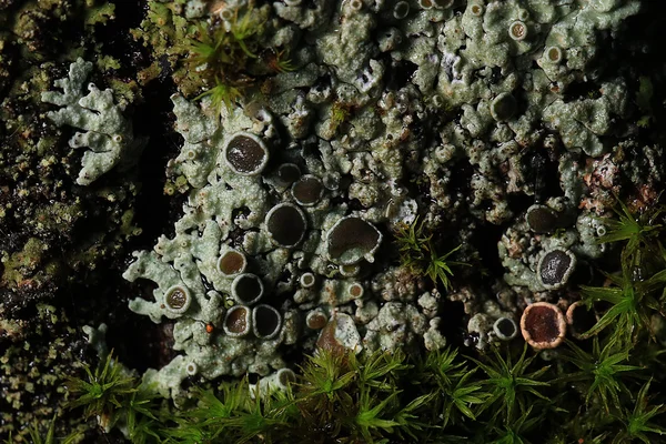 Texture moss lichen — Stock Photo, Image