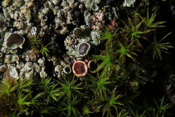 Texture mousse lichen — Photo