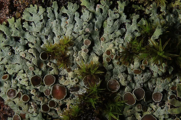 Texture moss lichen — Stock Photo, Image