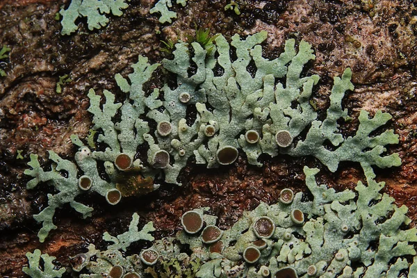 Текстурный мох лишайник — стоковое фото