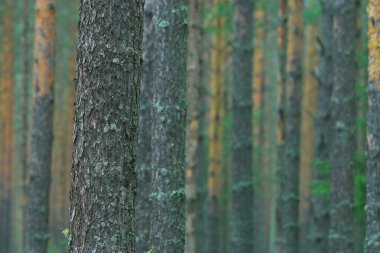 Yaz Ormanı Manzarası