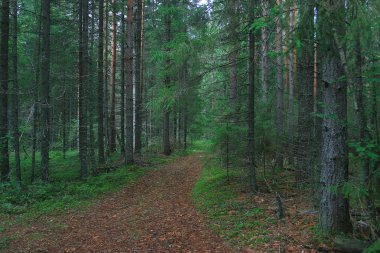 Yaz Ormanı Manzarası