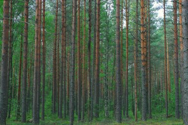 Yaz Ormanı Manzarası