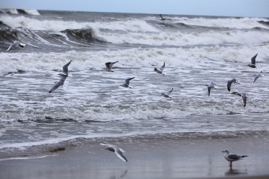 deniz kenarı deniz martı