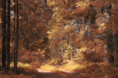 Sonbahar ormanındaki patika.