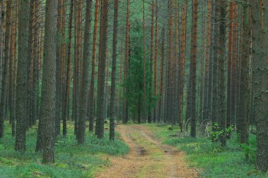 Sonbahar ormanındaki patika.