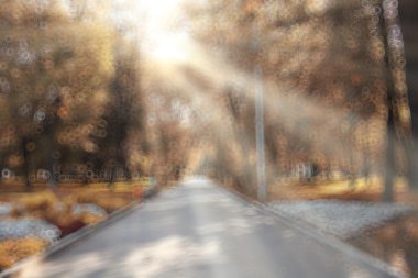 Sonbahar orman arka plan bulanık