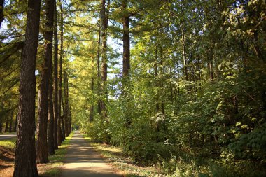 yoğun orman manzara