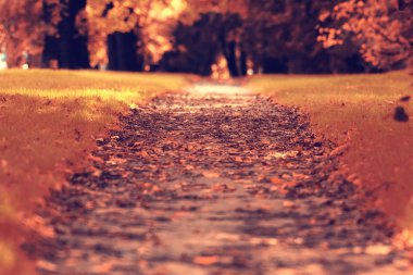 Sarı sonbahar yaprakları