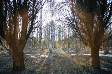 Sonbahar ormanlarında yol
