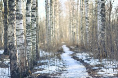 sonbahar orman bulanık