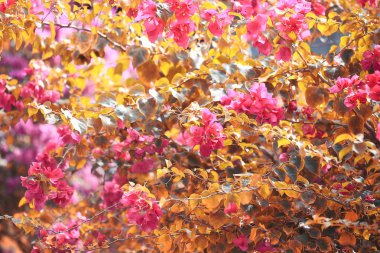 Kırmızı yaz çiçek