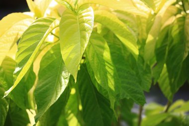 yaz yeşil yaprakları