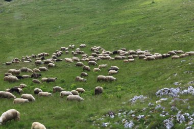 Koyun sürüsü çayır üzerinde