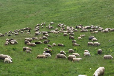 Koyun sürüsü çayır üzerinde