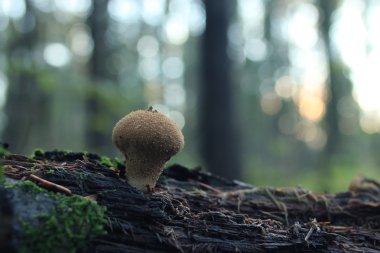 Küçük mantar mantarı