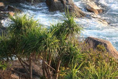 Güzel bir ada üzerinde orman