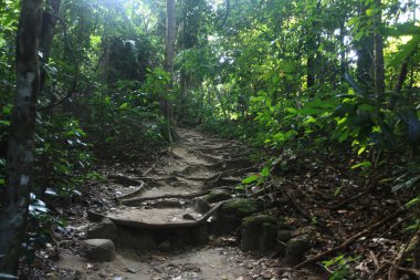 Güzel bir ada üzerinde orman