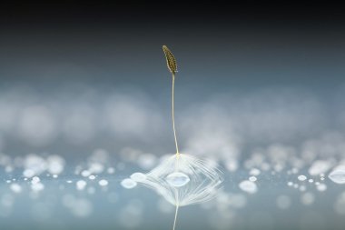 karahindiba tohum makro