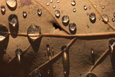 sonbahar arka plan Güz