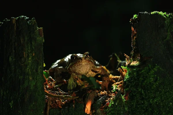 Frog portrait close-up — Stock Photo, Image