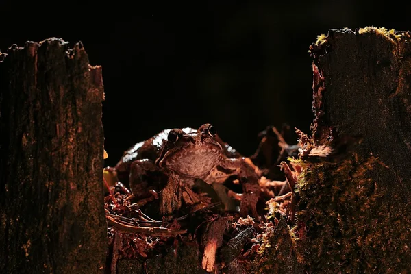 Frosch-Porträt in Nahaufnahme — Stockfoto