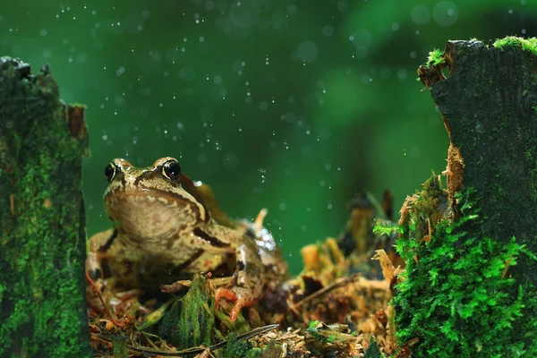 Close-up portret żaba — Zdjęcie stockowe