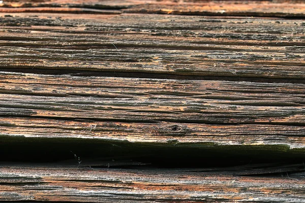 Textura del árbol viejo —  Fotos de Stock