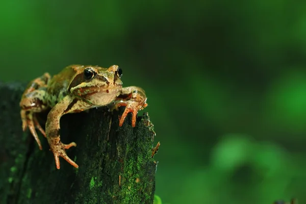 Rana en un primer plano de roca — Foto de Stock