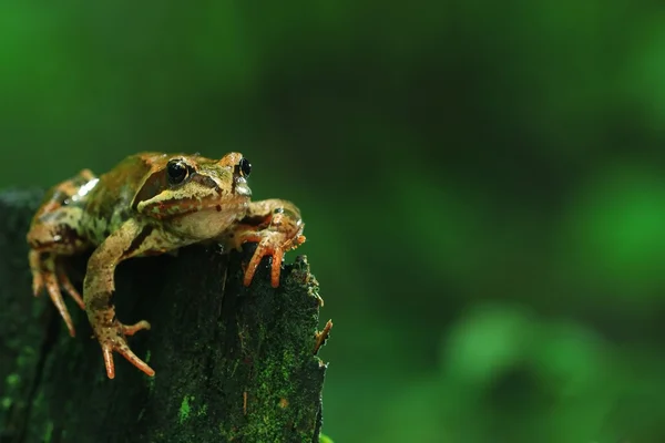 Rana en un primer plano de roca — Foto de Stock