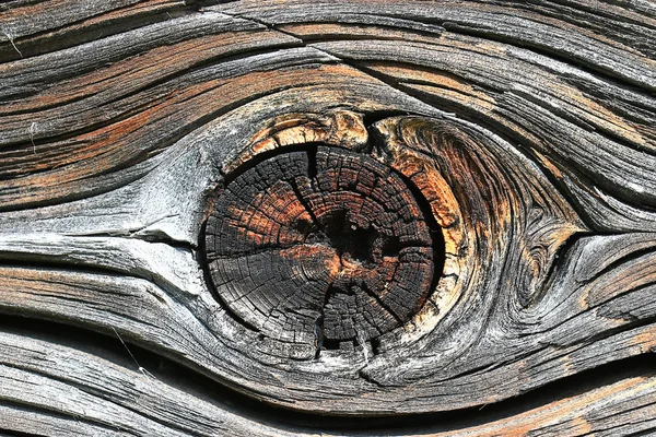 Wood texture old tree — Stock Photo, Image