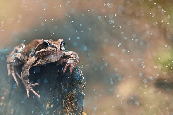 Grenouille sur un gros plan rocheux — Photo