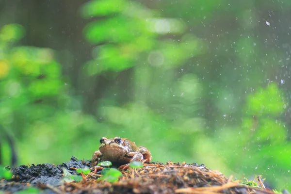 Лягушка на скале крупным планом — стоковое фото