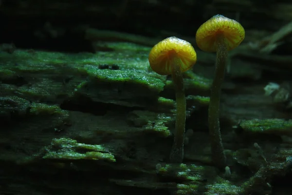 Small mushrooms toadstools — Stock Photo, Image