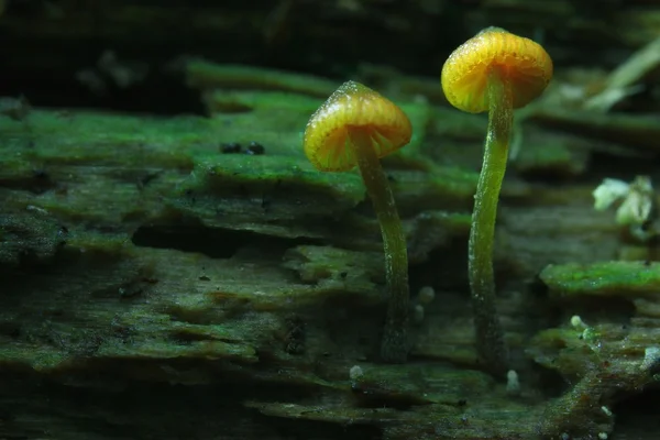 Small mushrooms toadstools — Stock Photo, Image