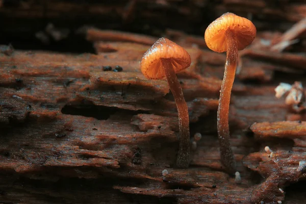 Liten svamp svampar — Stockfoto