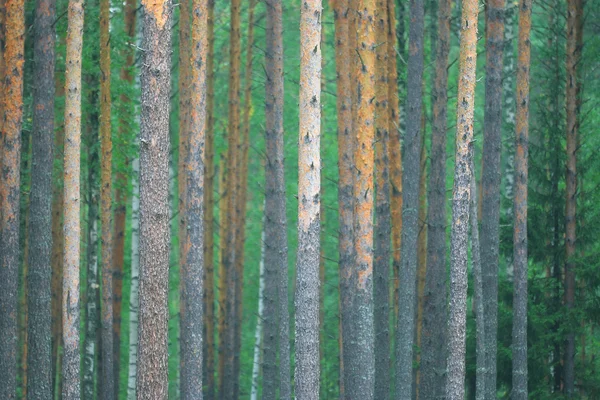 夏季森林景观 — 图库照片