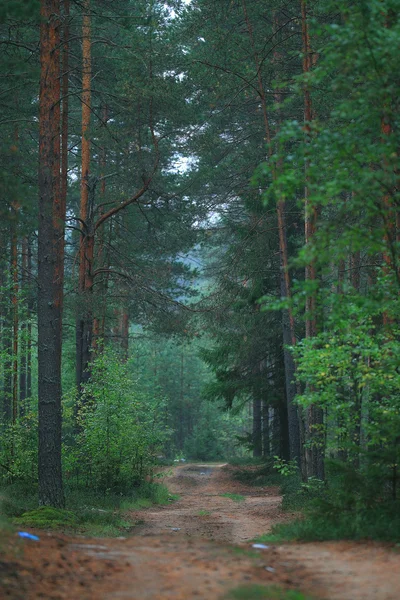 Letní lesní krajina — Stock fotografie