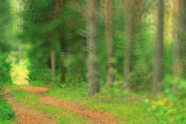 Bosque de verano fondo borroso —  Fotos de Stock