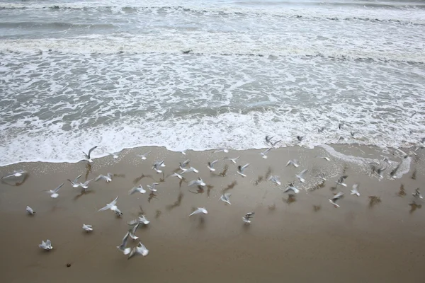 Gaivotas marinhas na costa — Fotografia de Stock