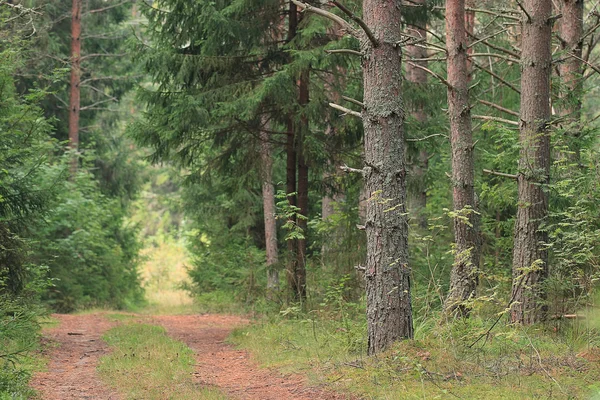 Stien i efterårsskoven - Stock-foto