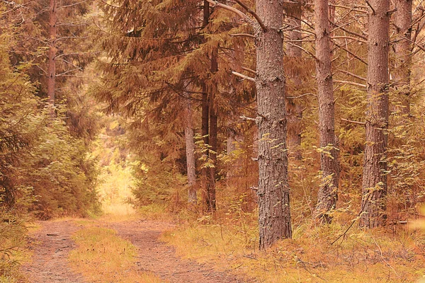 El camino en el bosque otoñal —  Fotos de Stock