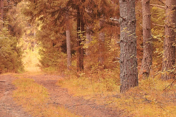 El camino en el bosque otoñal —  Fotos de Stock