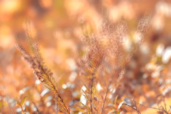 Sfondo sfocato foresta autunnale — Foto Stock